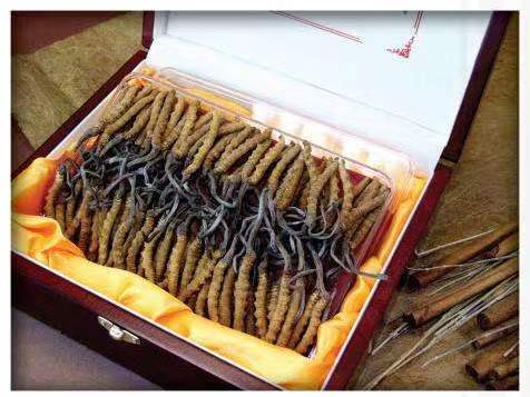 博山冬虫夏草回收?